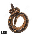 ug_het_monarch_4.jpg