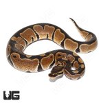 ug_het_monarch_3.jpg