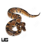 ug_het_monarch_2.jpg