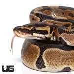 ug_het_monarch_1.jpg