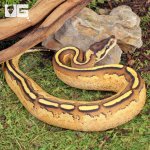 ug_Female_Super_Stripe_Fire_Ball_Python_2.jpg