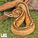 ug_Female_Super_Stripe_Fire_Ball_Python_1.jpg
