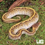 ug_Jigsaw_Ball_Python_2.jpg