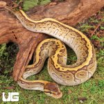 ug_Jigsaw_Ball_Python_1.jpg
