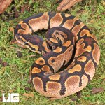 ug_Male_Calico_Ball_Python_3.jpg