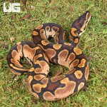 ug_Male_Calico_Ball_Python_2.jpg