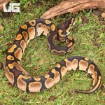 ug_Male_Calico_Ball_Python_1.jpg