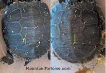 CB24 TN MEE with abmormal scutes.png