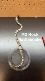 Rock Rattler.jpg