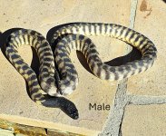 2022 Black Headed Python male 1a.jpg
