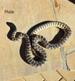 2022 Black Headed Python male 2.jpg