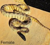 2022 Black Headed Python female 2.jpg