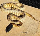 2022 Black Headed Python female 1.jpg