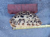 dec2024_female_leopard_10inch_onsidetape10inchpic1.jpg