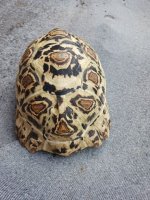 dec2024_female_leopard_10inch_backpic1.jpg