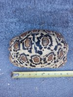 dec2024_female_leopard_10inch_toppic1.jpg