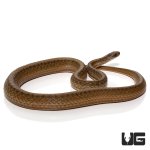 ug_dekay_snake_4.jpg