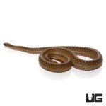 ug_dekay_snake_3.jpg
