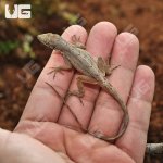 ug_brown_anole_4.jpg