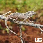 ug_brown_anole_3.jpg