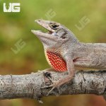 ug_brown_anole_1.jpg