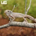 ug_brown_anole_2.jpg