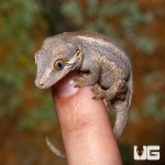 ug_new_baby_striped_gargoyle_gecko_4.jpg