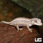 ug_new_baby_striped_gargoyle_gecko_3.jpg