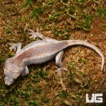 ug_new_baby_striped_gargoyle_gecko_2.jpg