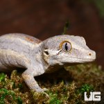 ug_new_baby_striped_gargoyle_gecko_1.jpg