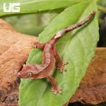 ug_Baby_Tiger_Harlequin_Crested_Gecko_4.jpg