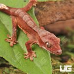 ug_Baby_Tiger_Harlequin_Crested_Gecko_3.jpg