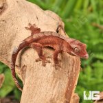 ug_Baby_Tiger_Harlequin_Crested_Gecko_2.jpg
