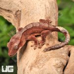 ug_Baby_Tiger_Harlequin_Crested_Gecko_1.jpg