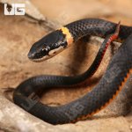 ug_Ringneck_Snake_1.jpg