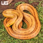 ug_Yearling_Yellow_Ratsnake_4.jpg