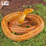 ug_Yearling_Yellow_Ratsnake_3.jpg