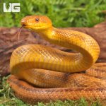 ug_Yearling_Yellow_Ratsnake_2.jpg