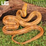 ug_Yearling_Yellow_Ratsnake_1.jpg