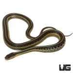 ug_adult _eastern_garter_snake_2.jpg