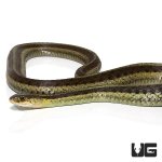 ug_adult _eastern_garter_snake_3.jpg