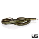 ug_adult _eastern_garter_snake_4.jpg