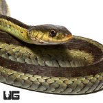 ug_adult _eastern_garter_snake_1.jpg