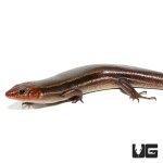 ug_five_lined_skink_4.jpg