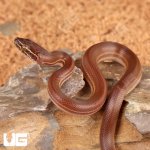 ug_Baby_African_Brown_House_Snake_5.jpg