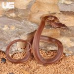 ug_Baby_African_Brown_House_Snake_4.jpg