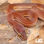 ug_Baby_African_Brown_House_Snake_2.jpg