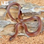ug_Baby_African_Brown_House_Snake_1.jpg