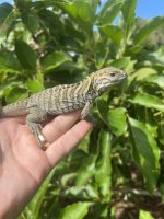rhino hatchling 1.jpg