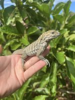rhino hatchling 2.jpg